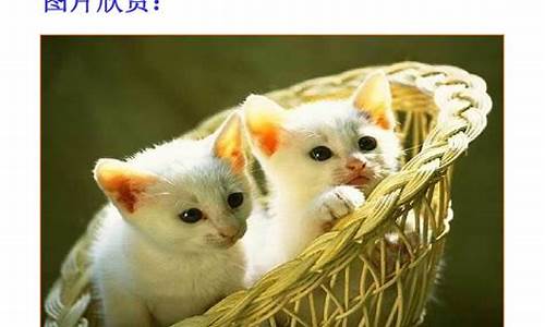 郑振铎猫课件_郑振铎《猫》优秀课件